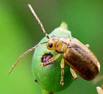 Adult on viburnum fruit.