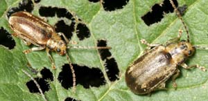 Adults feeding on viburnum leaf.