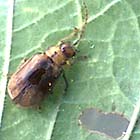 Adult next to adult feeding damage.