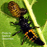 Lady beetle larva eating viburnum leaf beetle larva.