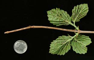 Dead tip of viburnum just after larvae hatch