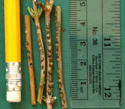 Variation in egg laying sites.