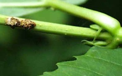 In summer, newly created egg-laying sites contrast sharply with green stems.