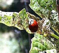 Ladybug adult feeding on viburnum leaf beetle larvae.
