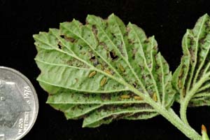 Look carefully to spot young larvae feeding between the veins of young leaves.