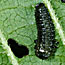 Larva