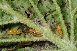 Young larvae feeding.