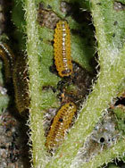 Larva feeding, video by Kent Loeffler