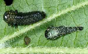 Larvae shed their cuticle (insect skin) as they grow.  Note the old cuticle on right.