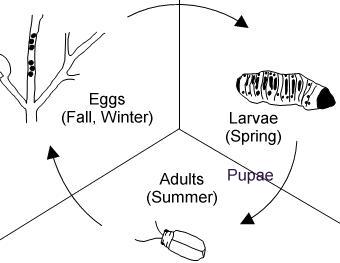Viburnum leaf beetle lifecycle