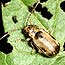 Click for more information about adult viburnum leaf beetles