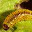 Click for more information about viburnum leaf beetle larvae