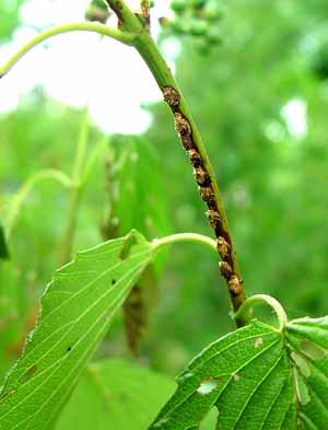 Egg-laying sites adjacent to leaves damaged by feeding adults.