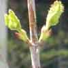 Viburnum buds and branches are arranged opposite each other along the stem.