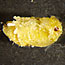 Pupa.  Click for more pictures and information.