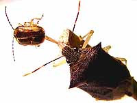 Stinkbug spearing adult viburnum leaf beetle.