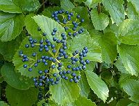 Arrowwood viburnum (Viburnum dentatum) fruit.
