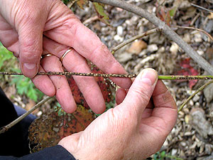 Heavily nfested viburnum twigs are easy to spot in fall and winter when the leaves have fallen off the shrubs.