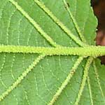 V. lantanoides leaf close-up.  Click for larger image.
