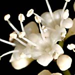 Viburnum acerfolium anthers.