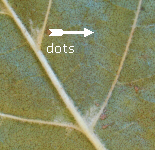 Dots on underside of leaf.  Click for larger image.