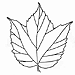 Viburnum acerifolium - Mapleleaf Viburnum, Possumhaw