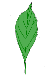 Viburnum farreri leaf