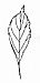 Viburnum farrerii - (syn. V. fragrans) Fragrant Viburnum