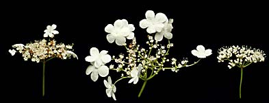 Flowers of (l to r) V. opulus, V. sargentii and V. acerfolium.