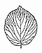 Viburnum lantanoides (syn. V. alnifolium) - Hobblebush