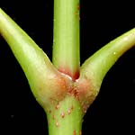 Maple petiole showing no stipule.