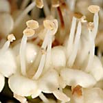 Viburnum opulus anthers.