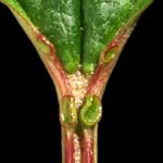 Glands at the base of the leaf blade on the petiole of V. opulus.