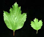 V. opulus leaves can vary tremendously in size.