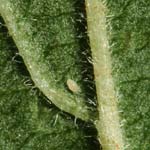 Hairy veins on leaf of V. opulus.