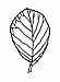 Viburnum prunifolium - Blackhaw Viburnum