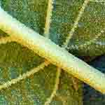 Close up of pubescence on the underside of a leaf.  Click for larger image.