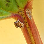 Glands at the base of the leaf blade on the petiole of V. opulus