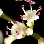 Viburnum sargentii anther