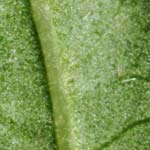 V. sargentii hairless leaves