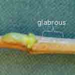 Glabrous twig.  Click for larger image.