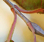 Close up of wavy petioles.  Click for larger image.